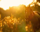 Ein braunes Pferd im goldenen Abendlicht. Viele Reiter teilen positive GPS Tracker Pferd Erfahrungen, um ihre Tiere sicher zu wissen.