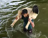 Ein Mann trägt ein Schaf durch Wasser. Dies ist ein Teil davon, wie das Opferfest gefeiert wird.