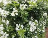 Gros plan sur un oranger du Mexique en pleine floraison, ses grappes de petites fleurs blanches contrastent avec son feuillage vert foncé.