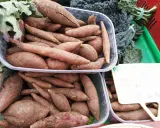 Poires de terre du jardin, une culture locale. Ces patates douces, d'origine Baleni, sont vendues au kilogramme.