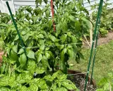 A pepper plant is supported by a trellis, showing that peppers need a trellis for healthy growth and fruit production.