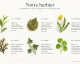 Plantes pour la silhouette : thé vert, maté, pissenlit, fucus, lierre, centella. La phytothérapie pour perdre du poids utilise ces plantes pour leurs bienfaits.