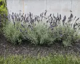 Lavendel blüht üppig vor einer Betonwand. Die Frage "wann Lavendel pflanzen" wird durch diese üppige Pflanze beantwortet: jetzt!