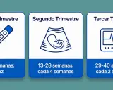 El segundo trimestre de embarazo, de 13-28 semanas, se indica con una ecografía de un feto.