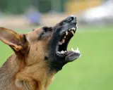 Un berger allemand hurle, montrant ses crocs. Mon chien aboie au moindre bruit, il est très protecteur.