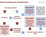 Schemat odrobaczania psów: jak często odrobaczać psa zależy od jego stylu życia i kontaktu z innymi zwierzętami. Grupy ryzyka A, B, C, D określają częstotliwość.