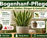 Bogenhanf-Pflege: Heller Standort, Erde trocknen lassen, sparsam düngen, Staunässe vermeiden. Viel Licht, wenig Wasser, durchlässige Erde.
