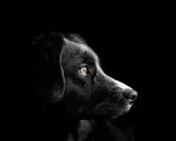 Portrait d'un chien noir aux yeux ambrés, perdu dans le noir. Mon chien est mort, je suis triste.