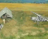Miniatur-Flugzeug und Auto im Zebradesign in der Savanne. Ein Mann filmt, ein anderer steht neben einem Zelt. do 27.