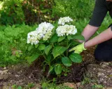 Gärtnerin mit Handschuhen setzt eine blühende weiße Hortensie in die Erde. Das Umpflanzen der Hortensien gelingt gut.