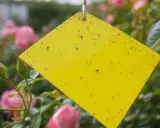 Un piège puceron maison jaune est couvert de petits insectes, suspendu près de roses roses.