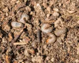 Plusieurs larves de hanneton, blanches et recourbées, se faufilent dans la terre meuble, parmi des débris végétaux.