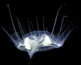 Una medusa trasparente con lunghi tentacoli si muove nell'oscurità. Un'immagine suggestiva di quando ci sono le meduse.