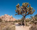 Charakterystyczne drzewo Jozuego na tle skalistego krajobrazu Joshua Tree Park.