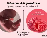 Bebè di 8 settimane di gravidanza, grande come un lampone, misura 1,5 cm e pesa 3 grammi.
