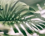 Duży, zielony liść monstery z charakterystycznymi otworami, jakby wyrwany prosto z dżungli. Monstera w naturze zachwyca swoją formą.
