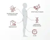 Grafik zeigt arthrose ursachen: Achsfehlstellung, Übergewicht, Sportverletzungen, genetische Veranlagung und Alter.