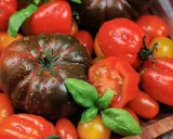 Gros plan sur une variété grosse tomate rouge, aux côtés de tomates cerises et de basilic frais, le tout parsemé de gouttes d'eau.