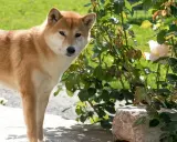 Shiba Inu obok krzewu róż, na którym widać białe kwiaty. Piesek zastanawia się, czy aksamitka jest trująca, ale to róża.