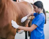 Tierärztin untersucht ein Pferd mit einem Stethoskop. Sie trägt Handschuhe und blaue Arbeitskleidung.