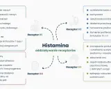 Schemat przedstawia działanie histaminy na receptory. Nadmiar acetylocholiny objawy to m.in. wzmocnienie perystaltyki jelit, zaburzenia snu, a nawet epilepsja.