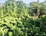 Un potager luxuriant avec maïs, courges et fraises. De belles astuces jardinage pour une récolte abondante.