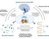 Schéma des interactions entre le système nerveux central, le régime alimentaire, le microbiote intestinal et l'épithélium intestinal, illustrant la communication bidirectionnelle.