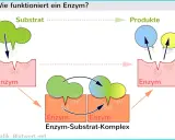 Ein Enzym bindet ein Substrat, bildet einen Enzym-Substrat-Komplex und erzeugt Produkte.