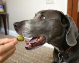 Un chien gris attend avec impatience une olive verte offerte par une main.