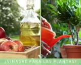 Manos riegan planta con regadera naranja. Al lado, manzanas rojas y botella de vinagre. ¿Vinagre para los geranios?