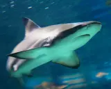 Un grande squalo nuota nell'acqua blu, con le branchie visibili e un occhio attento. Sembra un predatore pronto all'azione, uno di quei squali cattivi che incutono timore.