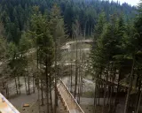 Drewniana ścieżka w koronach drzew wije się wśród gęstego lasu iglastego, oferując unikalną perspektywę na przyrodę.