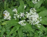 Fleurs blanches étoilées du ail des purs, avec de larges feuilles vertes.