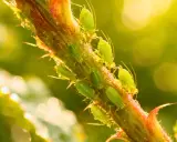Des pucerons verts sur une tige. Un traitement naturel contre le puceron jaune est souvent recherché par les jardiniers.