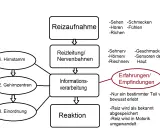 Schema zur Reizaufnahme: Sinne leiten Reize über Nervenbahnen zur Informationsverarbeitung, die zu Erfahrungen und Reaktionen führt.