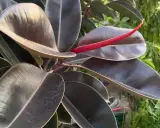 Hojas oscuras y brillantes de ficus, con un brote rojo vibrante. Un ejemplo de los tipos de ficus exterior que prosperan a la luz del sol.