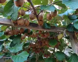 Des kiwis mûrs pendent en grappes sous une pergola en bois. La distance entre kiwi mâle et femelle est ici visible par la densité des fruits.