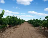 Camino entre viñedos en Aldeanueva de Ebro, con el cielo azul y nubes blancas. Las bodegas esperan la cosecha.