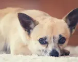 Uroczy piesek rasy chihuahua leży na białym dywanie. Zastanawiasz się, ile żyje chihuahua? Te małe psy potrafią żyć długo, nawet 15-20 lat.