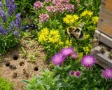 Un bourdon noir et un bourdon rayé volent près de fleurs colorées, tandis que des abeilles travaillent près d'une ruche. Le bourdon vs abeille, une scène de jardin animée.