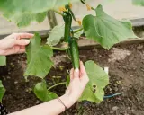 Mains soignant la culture du concombre dans une serre, touchant une feuille verte et admirant les fruits mûrs.