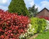 Variedad de tipos de setos: rojo intenso, verde brillante y blanco floral, bordeando un jardín con una caseta de madera al fondo.