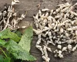 Racines de crosnes fraîchement récoltées, prêtes pour la culture ou la cuisine. Ces tubercules blancs et noueux sont un délice.