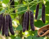 Samtige Samenkapseln der Mucuna pruriens hängen an einer Ranke. Die Samen in der Holzschaufel deuten auf die vielfältige Mucuna pruriens Wirkung hin.