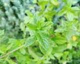 Feuilles vertes vives de menthe poivrée en culture, avec des détails texturés et un arrière-plan flou.