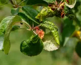 Verkrüppelte Blätter und braune Flecken zeigen deutliche Anzeichen von Apfelbaum Krankheiten.