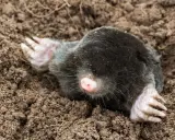 Ein Maulwurf gräbt sich durch die Erde. Wie lange bleibt ein Maulwurf im Garten? Das hängt von der Nahrungsverfügbarkeit ab.