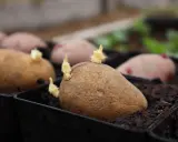 Potatisar i krukor med små skott som visar att de börjar grodda. Snart är det dags att plantera dem.