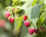Cięcie malin: Poradnik krok po kroku do obfitych zbiorów (letnie i jesienne)