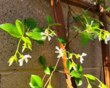 Des fleurs blanches en forme d'étoile s'épanouissent sur une branche de jasmin étoilé, grimpant sur un treillage en bois contre un mur de briques.